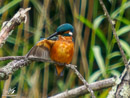 Kingfisher - Zimorodek